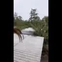 স্টিকার